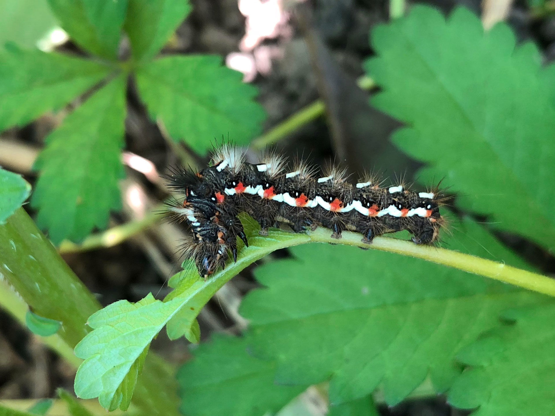 Ein spannendes Thema für eine Ideenstafette könnte das Ansiedeln und Unterstützen von Nützlingen sein.