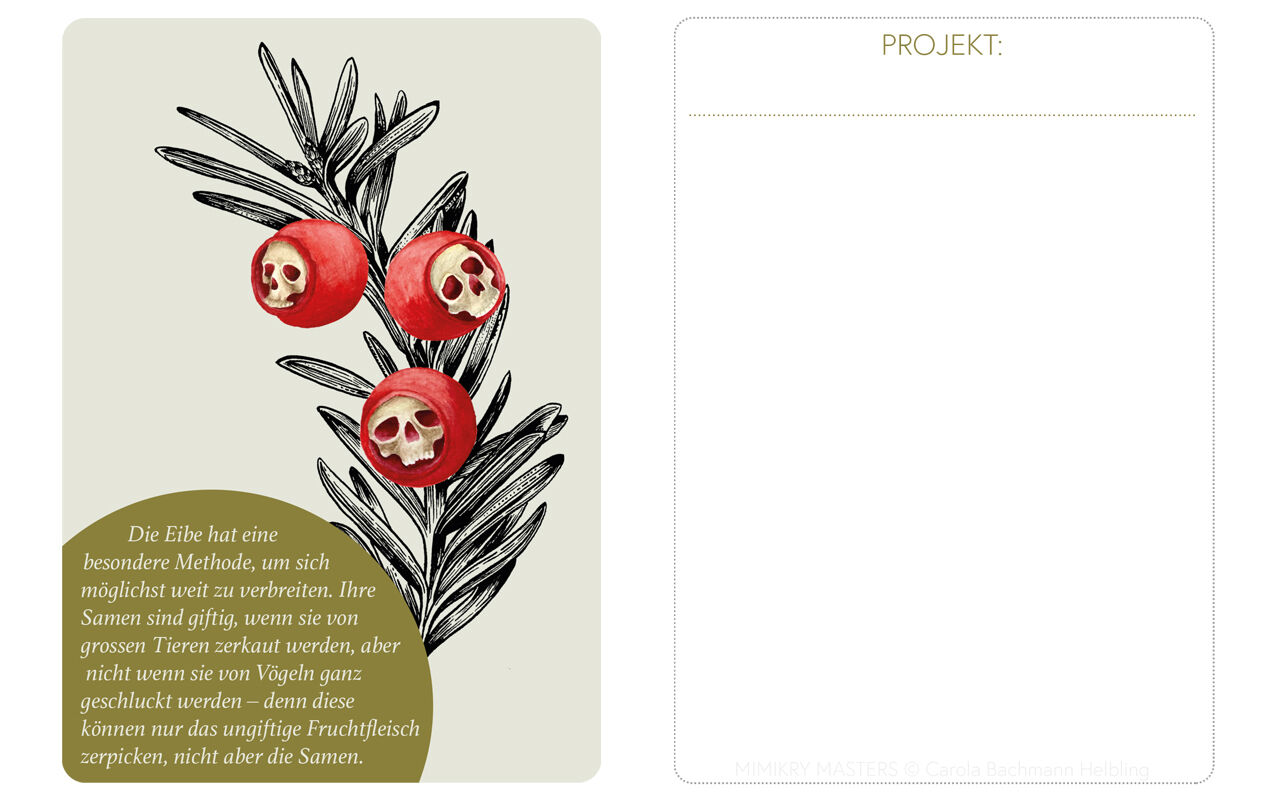 Analogiekarte «Eibe», auf der Rückseite wird notiert